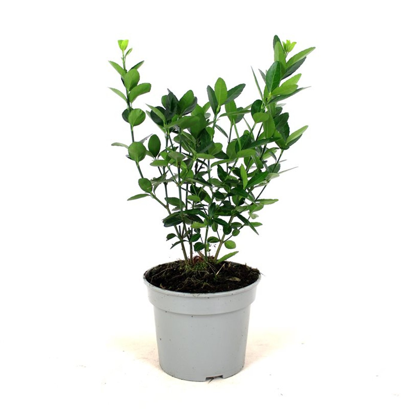 Euonymus japonicus - C3 30-40 CM